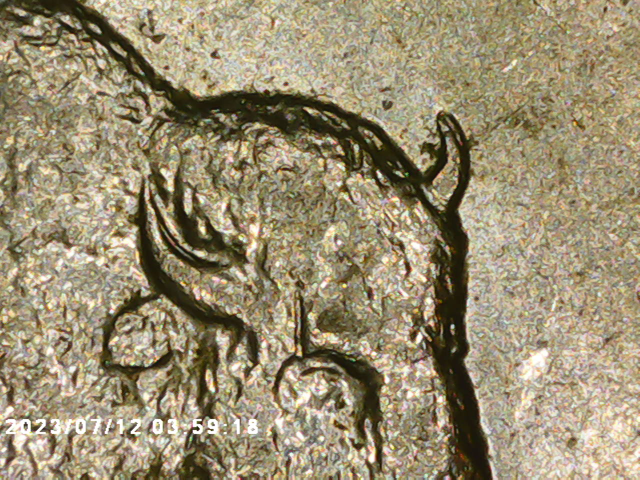 2005-D-Kansas-Buffalo,-Speared